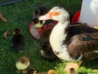 Ducks poultry - Advert 5