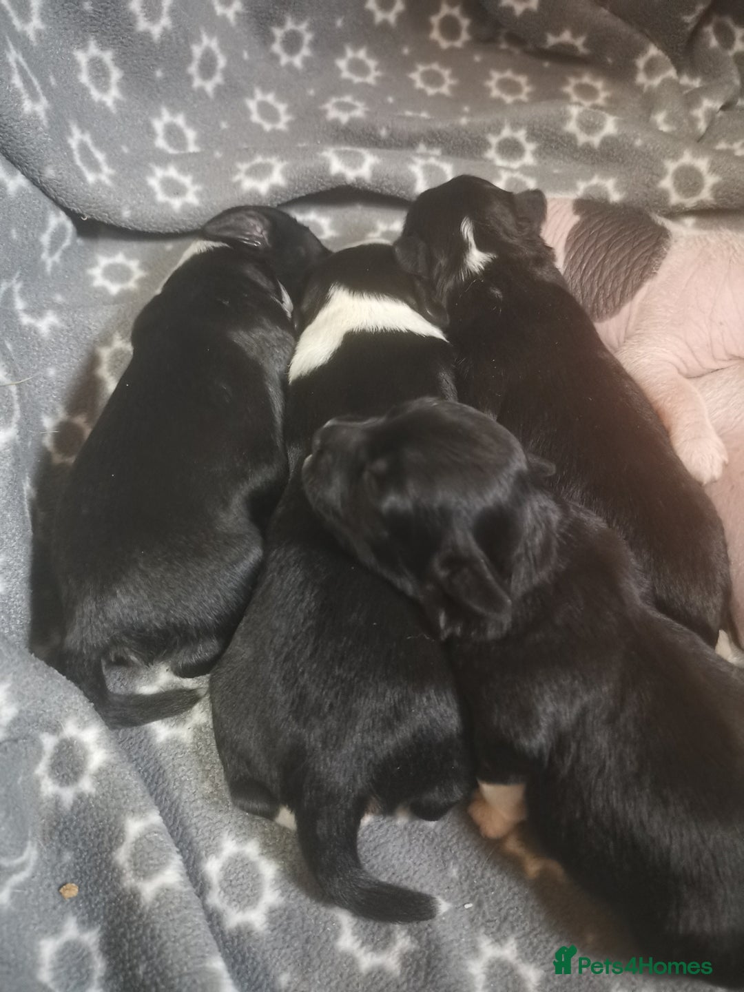 Chinese Crested dogs for sale: Chinese crested puppies for sale  - Advert 4