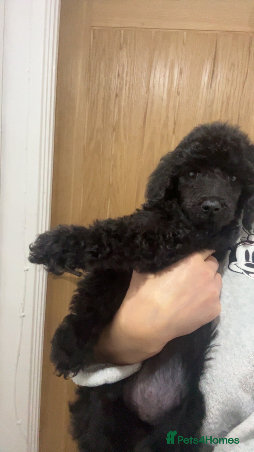 Standard Poodle dogs for sale: KC REGISTERED STANDARD POODLE - Advert 2