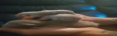 Burmese 1