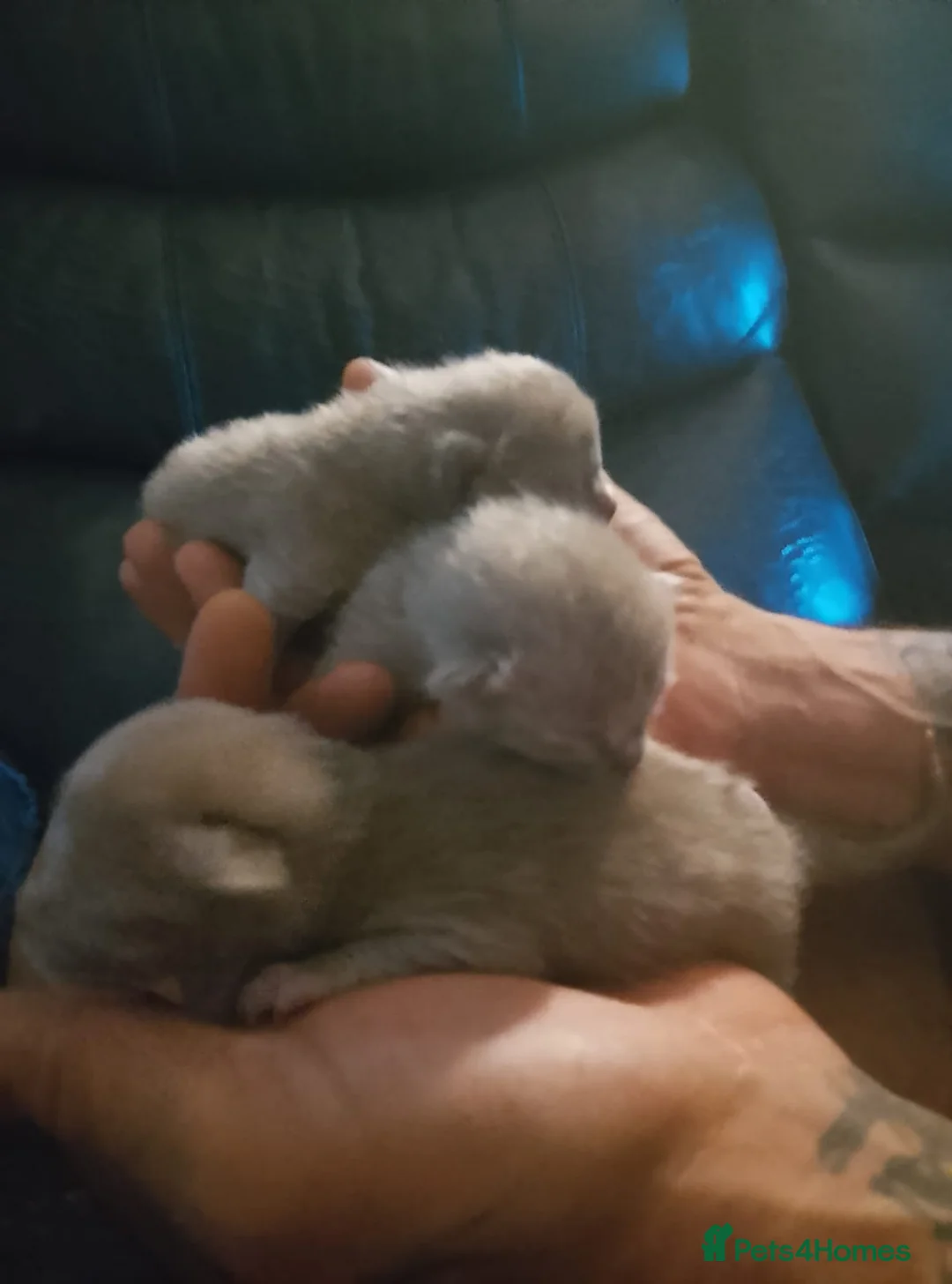 Burmese cats for sale: 5 beautiful blue Burmese kittens  - Advert 2
