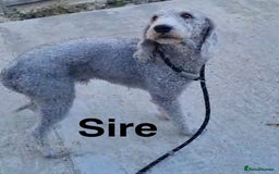 Mixed Breed dogs for sale: Bedlington x whippet Lurcher pups - Image 2