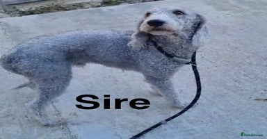 Mixed Breed dogs - Advert 6