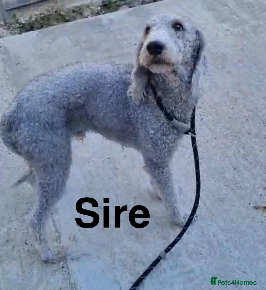 Mixed Breed dogs for sale: Bedlington x whippet Lurcher pups - Image 2