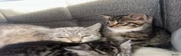 Bengal cats for sale: Bengal X tabby kittens - Advert 9