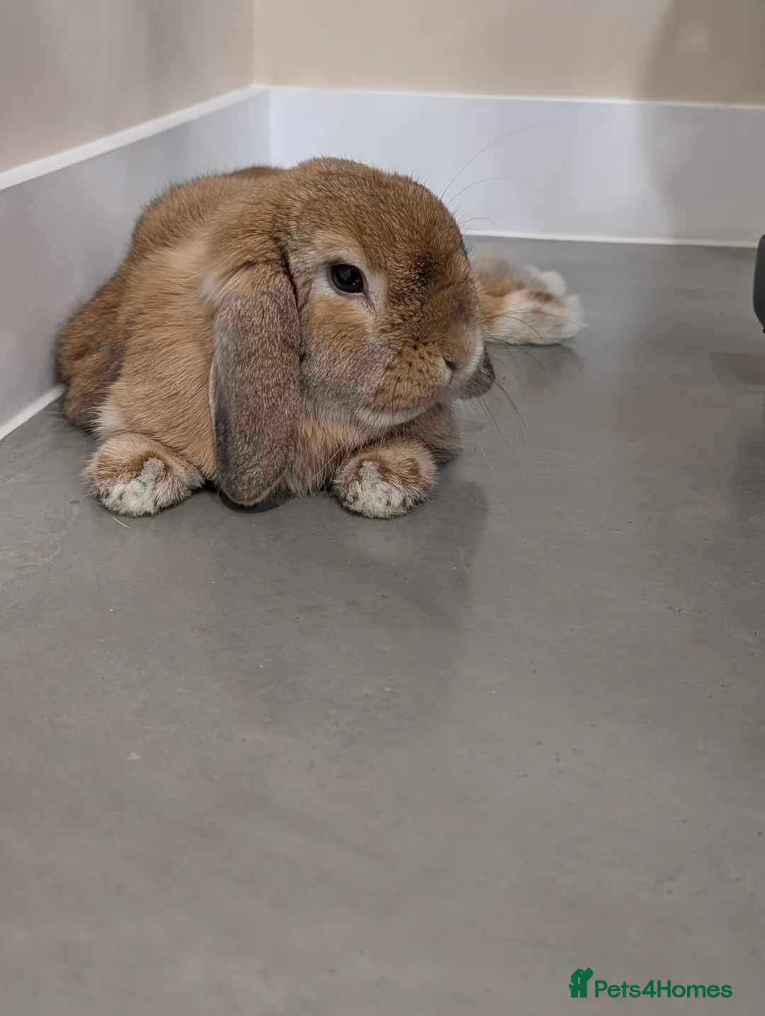 Mini Lop rabbits for sale: 2 x gorgeous 1 year old male mini lops  in Didcot - Advert 2