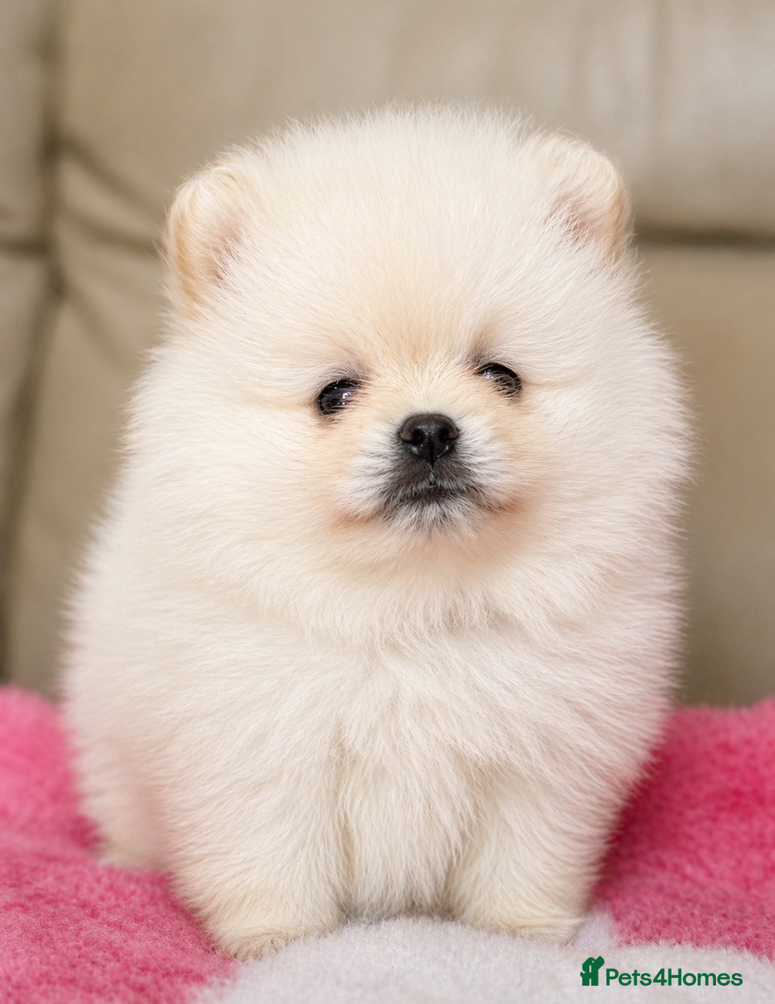 Pomeranian dogs 🧸 Incredible Teddy Bear Thai Line Pom puppies 🧸 - Advert 2