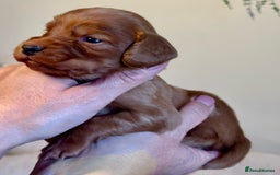 Cocker Spaniel dogs for sale: Stunning Litter of Red Cocker Spaniels  - Advert 12