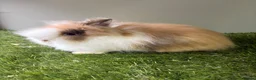 Lionhead rabbits for sale: Double mained lionheads ready now  - Advert 2