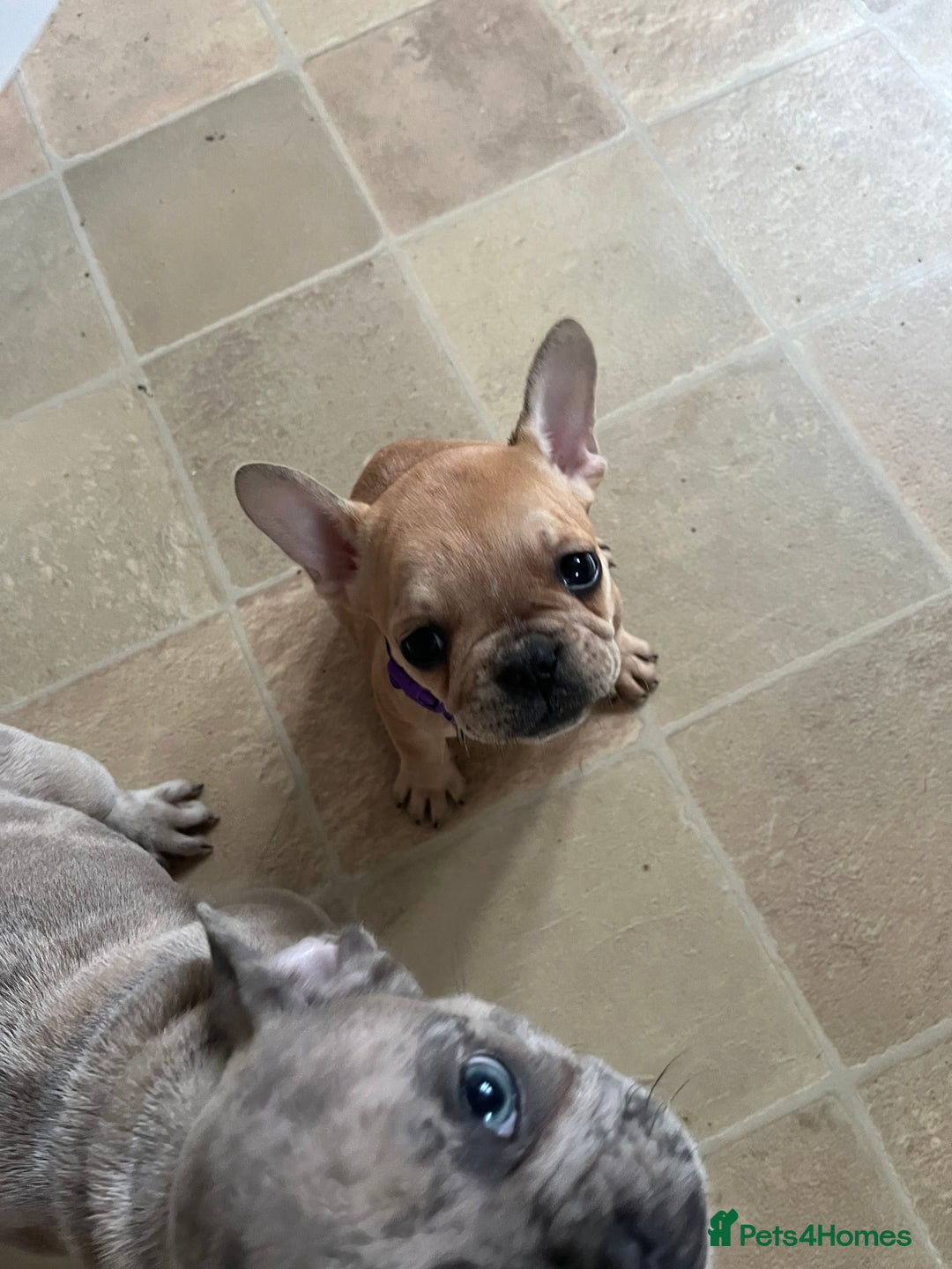 French Bulldog dogs for sale: French bulldog puppies - Advert 20