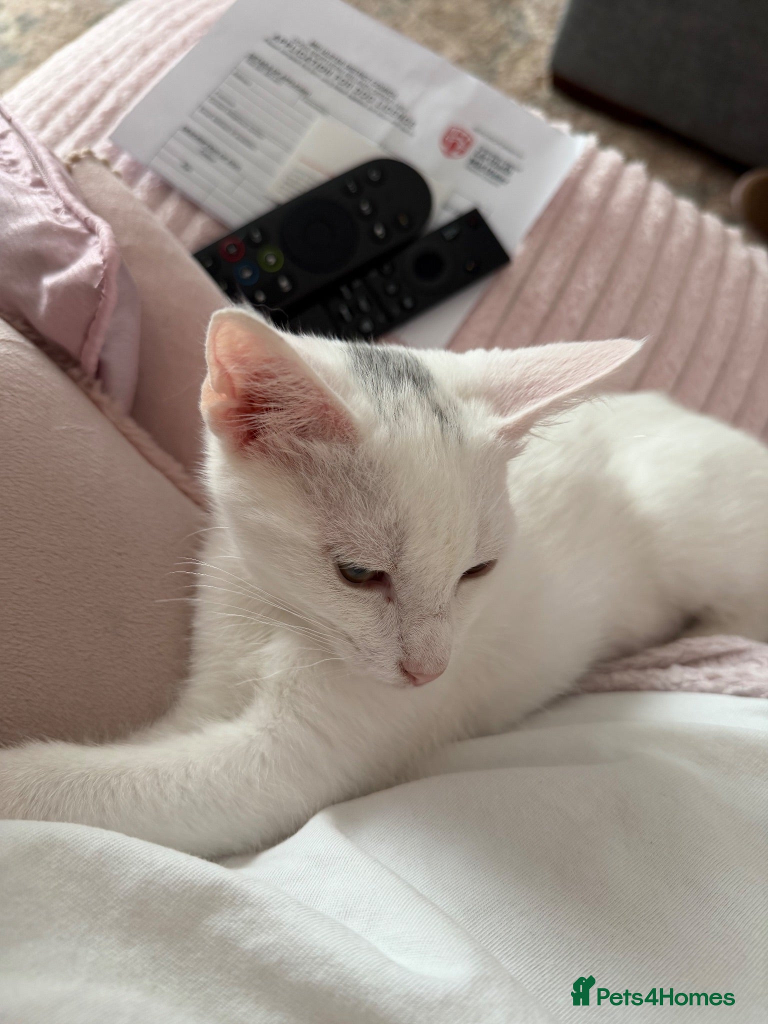 British Shorthair cats Rehoming beautiful white cat - Advert 6