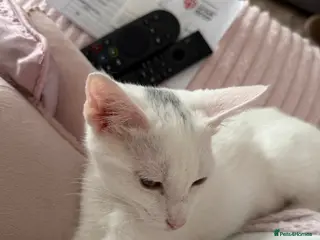 British Shorthair cats Rehoming beautiful white cat - Advert 18