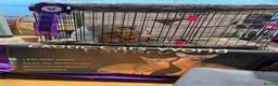 Abyssinian cats for sale: Abyssinian Kittens From Champion Bloodlines - Advert 12