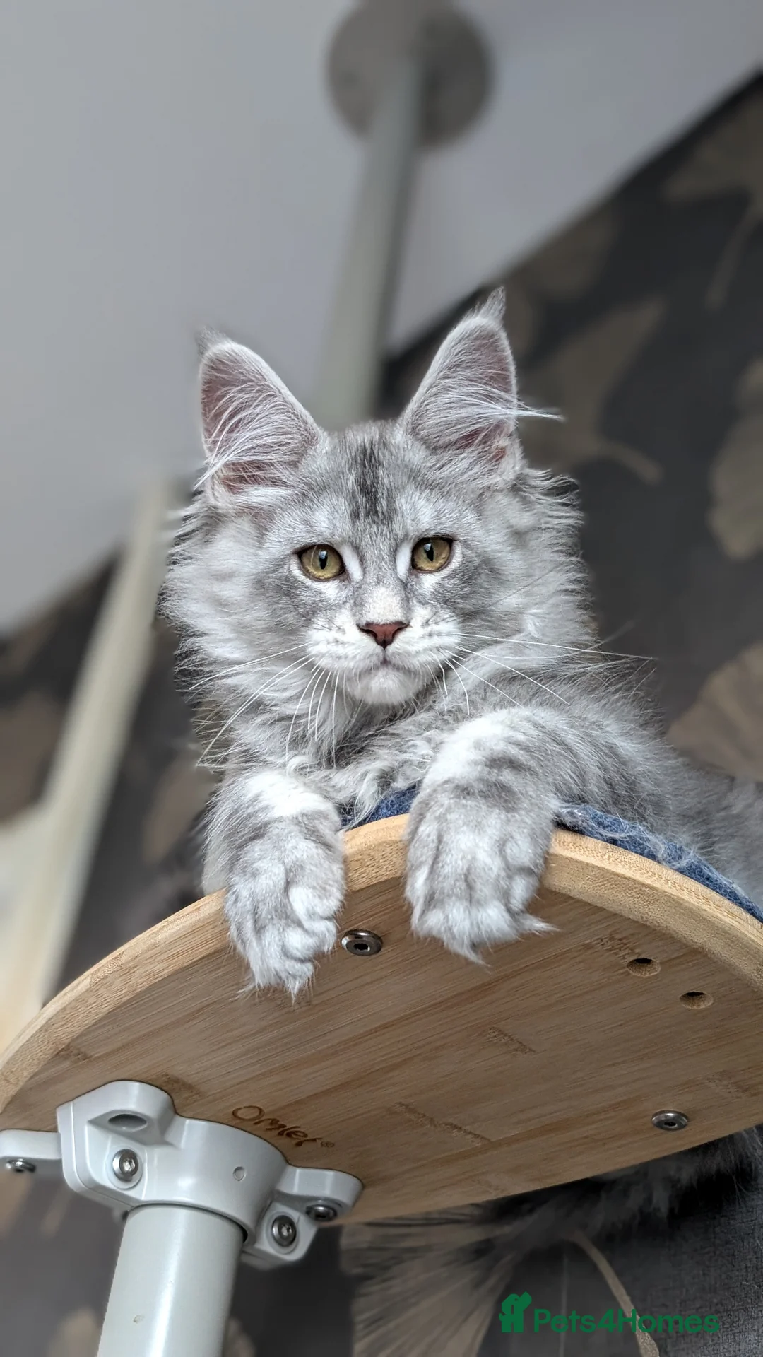 Maine Coon cats for sale: Maine coon male ready to leave today - Advert 1