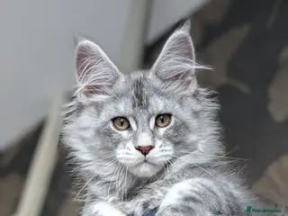 Maine Coon cats Maine coon male ready to leave today - Advert 1