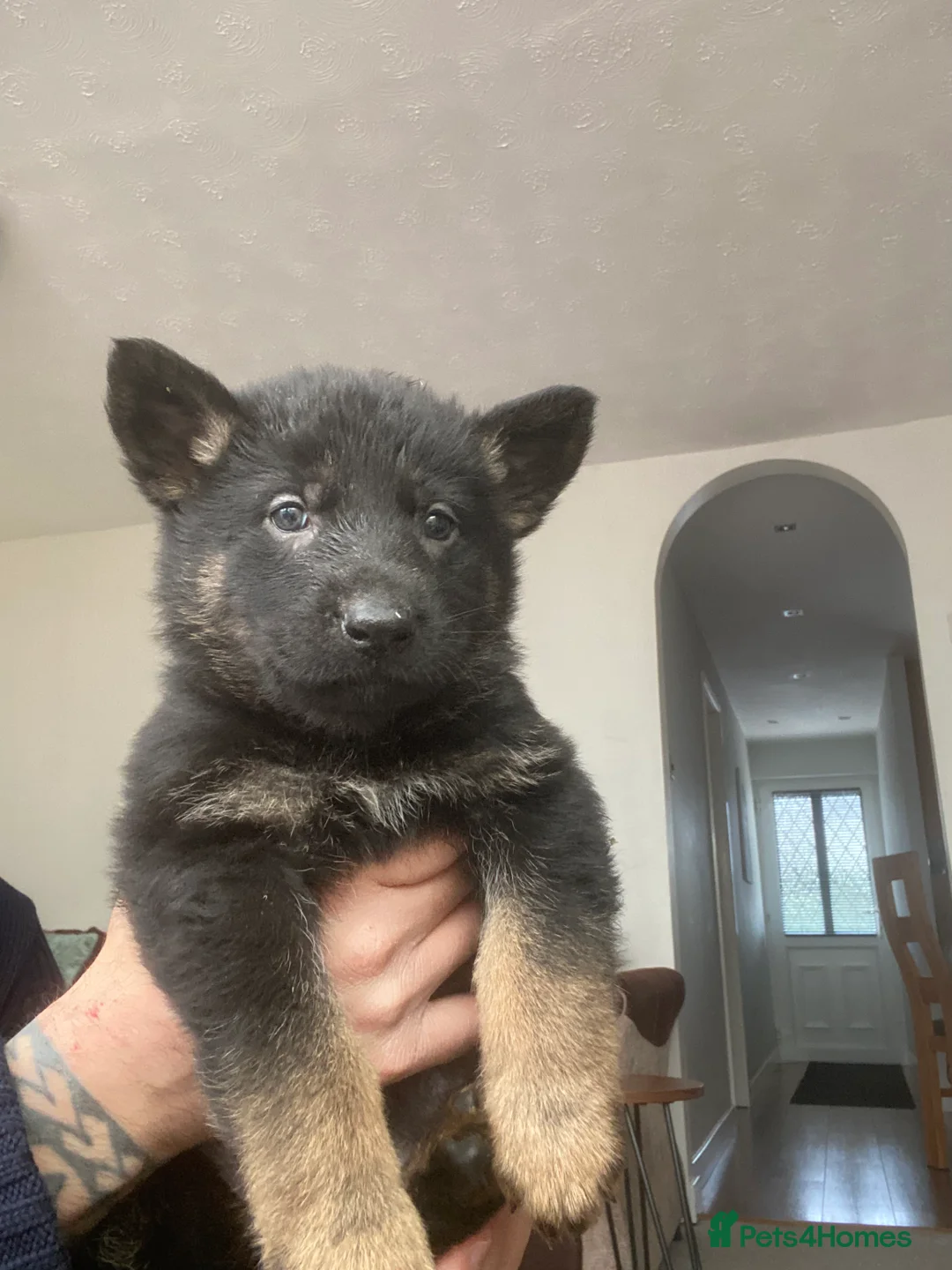 German Shepherd dogs for sale: German shepherd puppies  - Advert 9