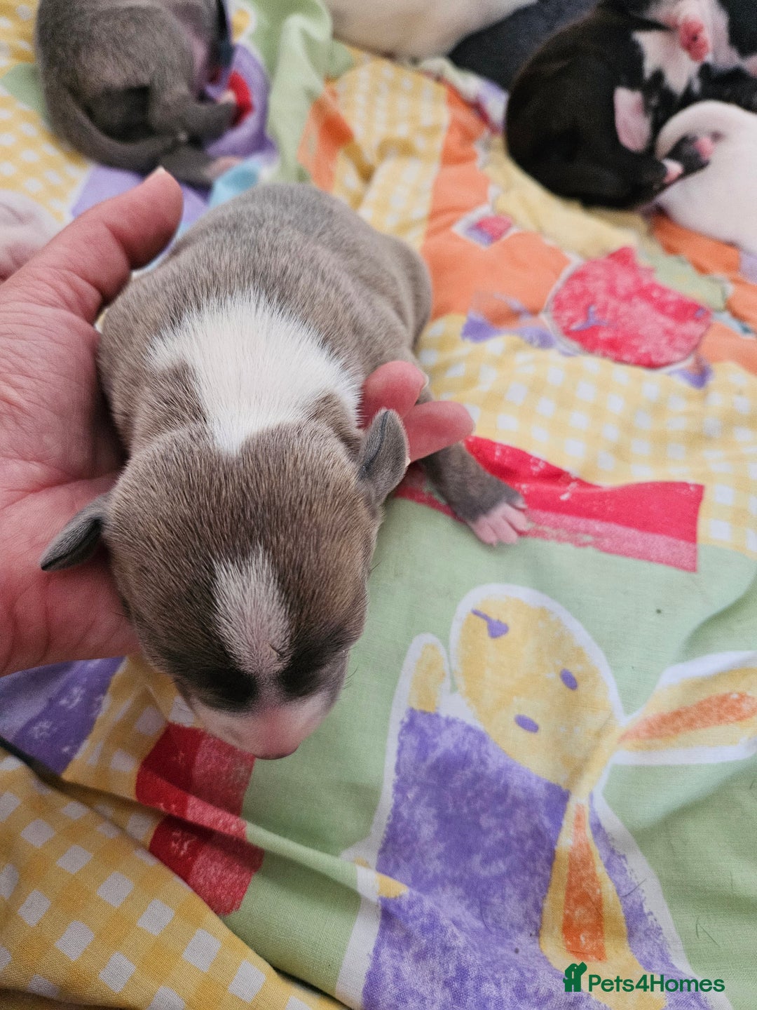 Staffordshire Bull Terrier dogs for sale:  Unique Classic Markings - Image 18