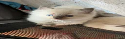 Ragdoll cats for sale: Beautiful Ragdoll💙3 Blue Bi-Colour & 2 Blue Point - Advert 3