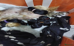 Yorkshire Terrier dogs for sale: Adorable 2 male of Yorkshire Terrier  - Image 3