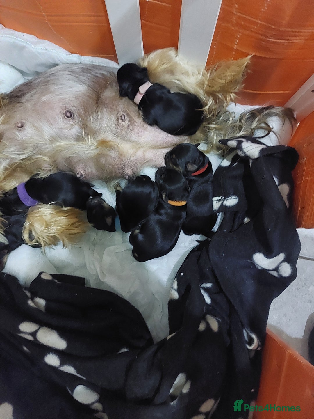 Yorkshire Terrier dogs for sale: Adorable 2 male of Yorkshire Terrier  - Image 3