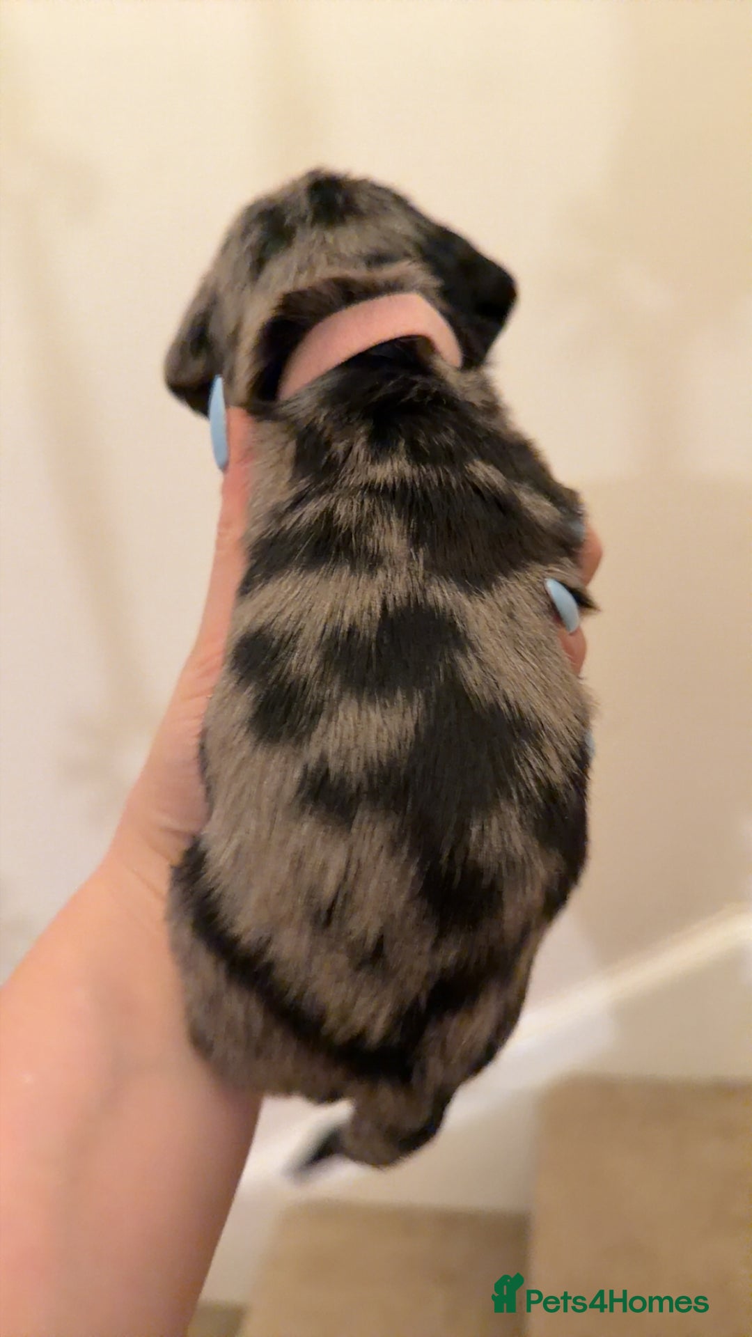 Mixed Breed dogs for sale: Miniature Doxiepoos  - Advert 7