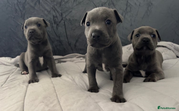 Staffordshire Bull Terrier dogs - Advert 1