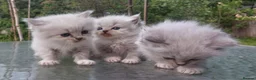 Siberian cats for sale: Exceptional TICA Pedigree Siberian kittens - Advert 2