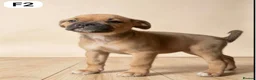 American Bulldog dogs for sale: American Bulldog Puppies - Advert 9
