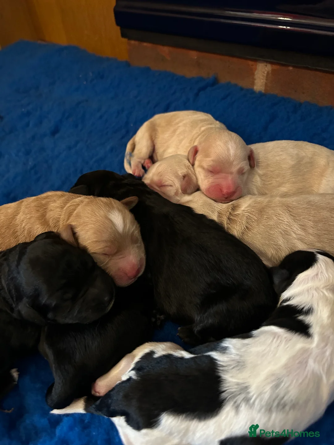 Mixed Breed dogs for sale: MINATURE GOLDENDOODLES EXTENSIVELY HEALTH TESTED - Advert 4