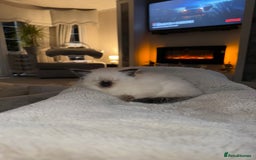 Ragdoll cats for sale: 🌟 Beautiful Ragdoll Kittens – Ready Soon! 🌟 - Image 7