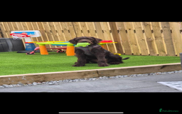 Labradoodle dogs for sale: charlie  - Image 9