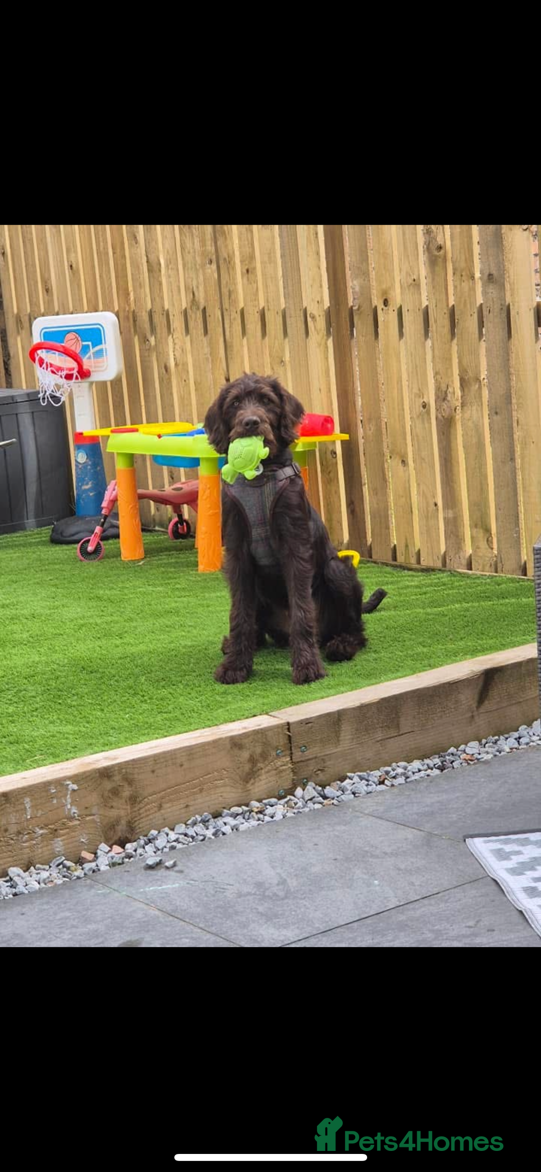 Labradoodle dogs for sale: charlie  - Image 9