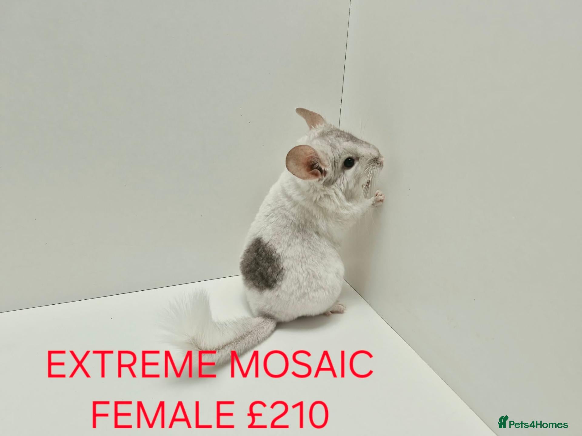 Chinchilla rodents TAME&FRIENDLY BABIES CHINCHILLA MIX COLOUR&GENDER  - Advert 1