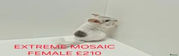 Chinchilla rodents for sale: TAME&FRIENDLY BABIES CHINCHILLA MIX COLOUR&GENDER  - Advert 1