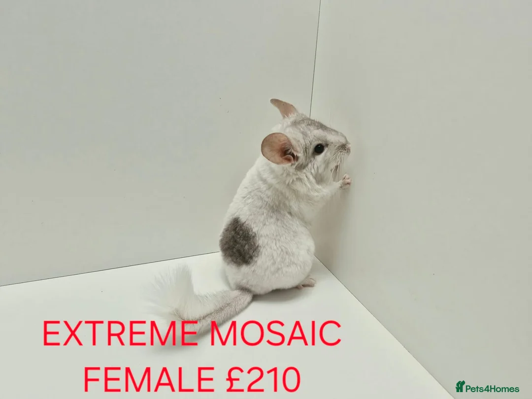 Chinchilla rodents for sale: TAME&FRIENDLY BABIES CHINCHILLA MIX COLOUR&GENDER  - Advert 1