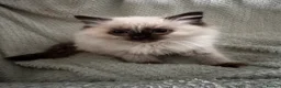 Ragdoll cats for sale: Beautiful pure ragdolls  - Advert 39