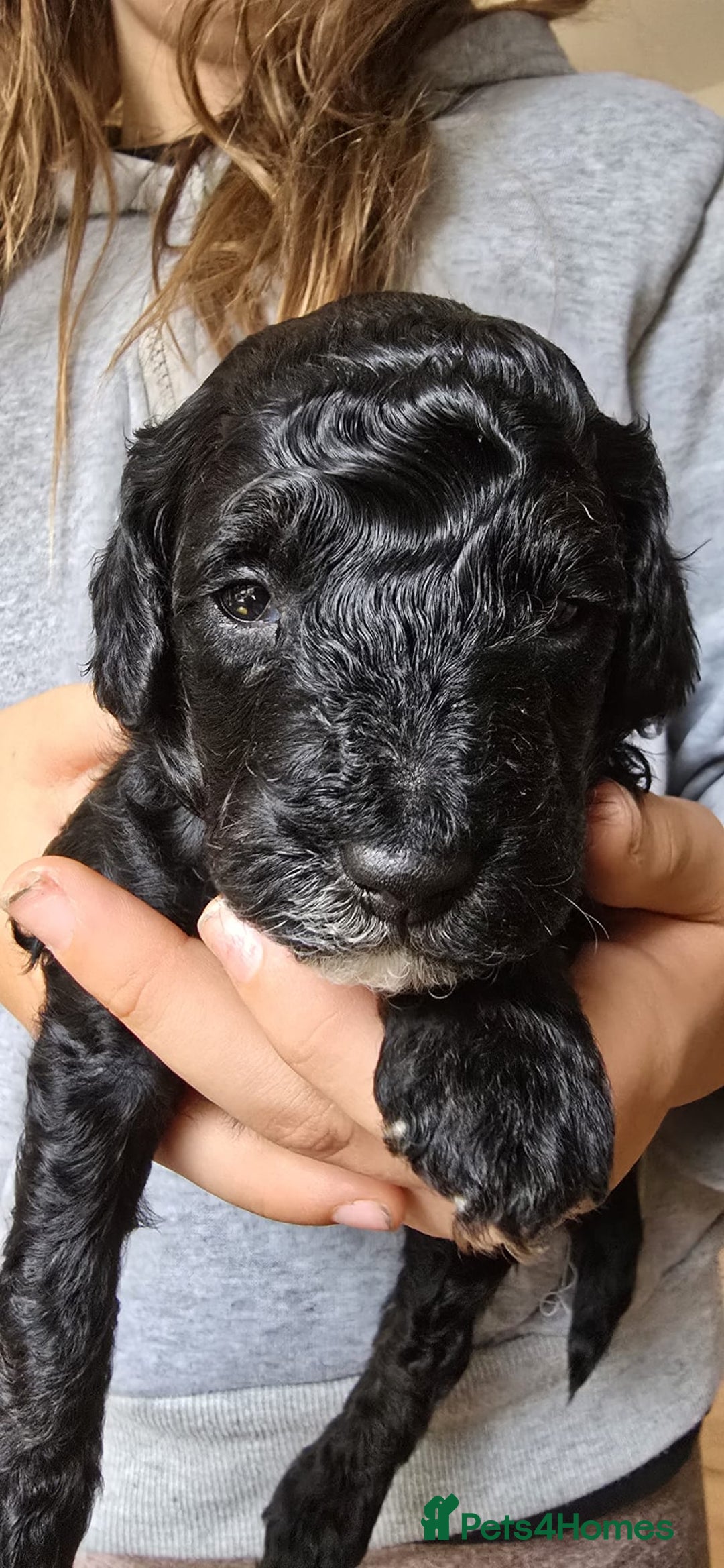 Maltipoo dogs for sale: Lola and Kenny's pups  - Advert 11