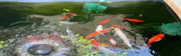 Goldfish fish for sale: Gold fish orfes and shubunkin in Paignton - Advert 3