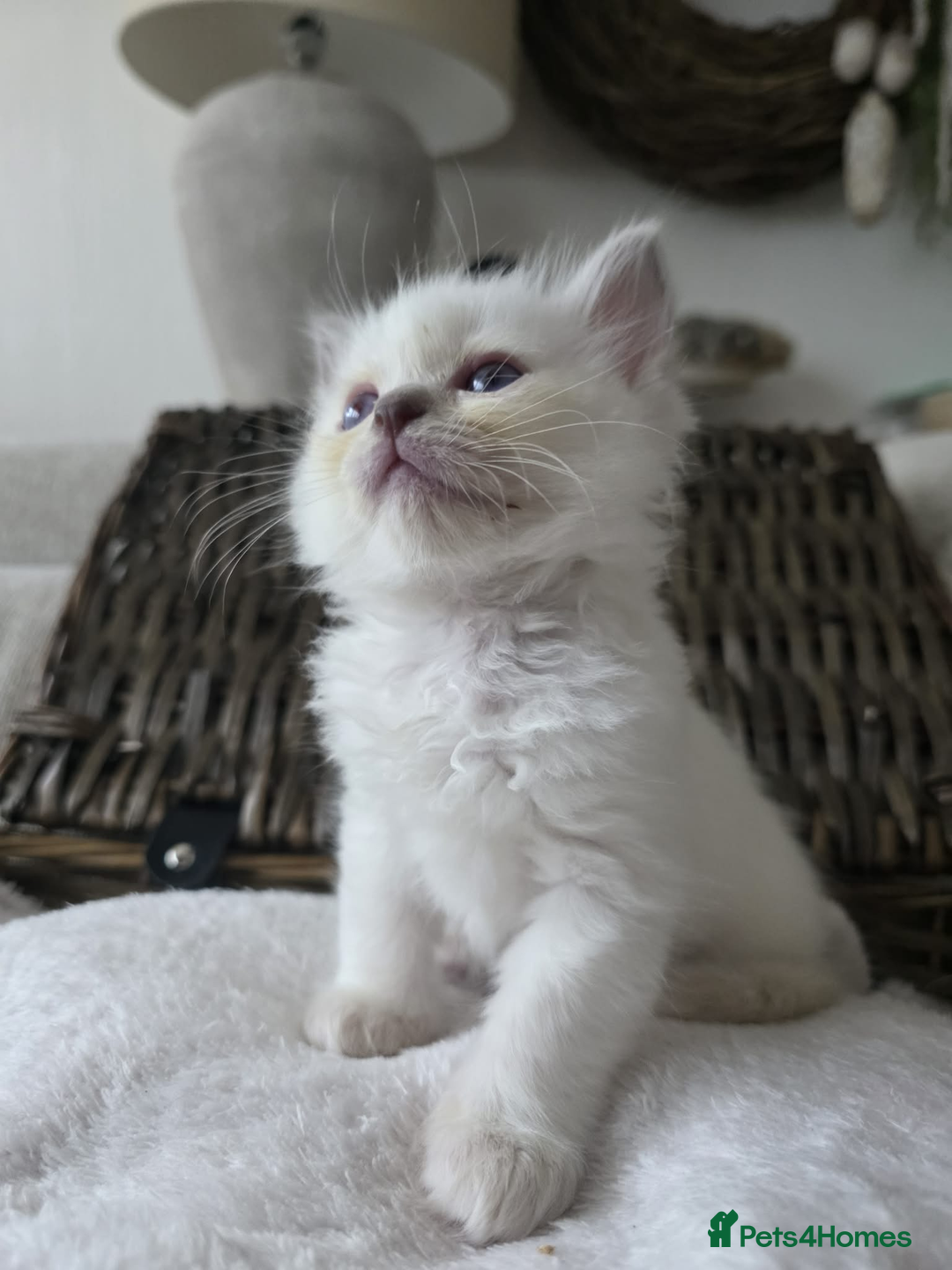 Ragdoll cats for sale: ✨RARE ALL LILAC LITTER GCCF&TICA Ragdoll Kittens✨ - Advert 20