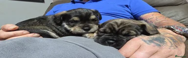 Mixed Breed Puppy 3