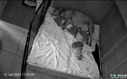 Labrador Retriever dogs for sale: Adorable Silver Labrador Puppies  - Image 3