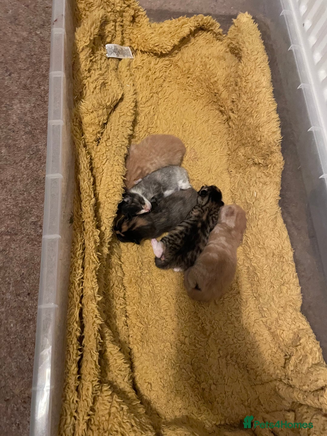 Domestic Shorthair cats for sale: 2 Ginger males 2 calico female 1 tabby female - Image 18