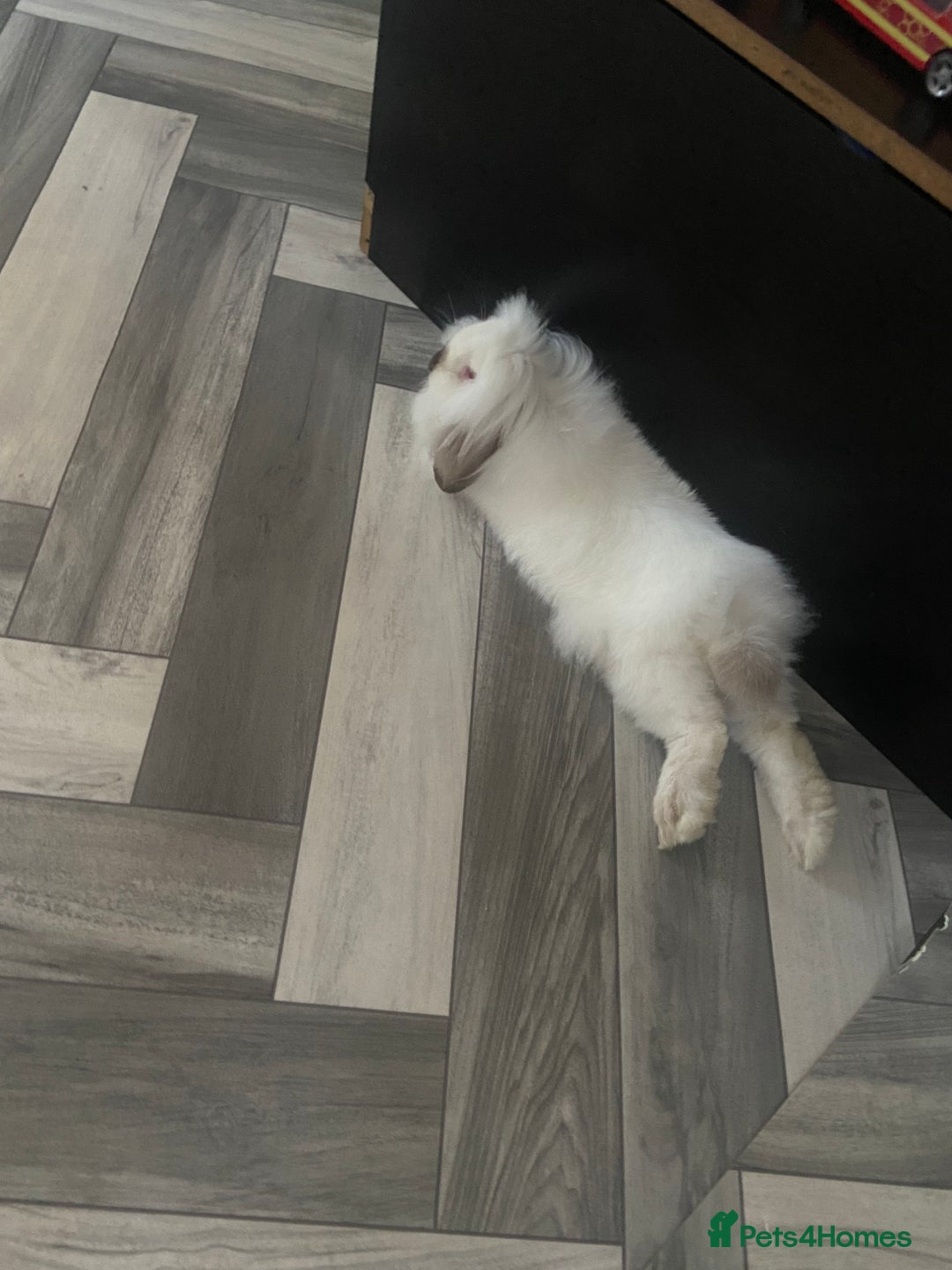 Mini Lion Lop rabbits for sale: Cheeky bunny ❤️ - Image 3