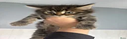 Mixed Breed cats for sale: Adorable kittens - Advert 3