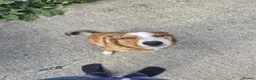Mixed Breed dogs for sale: Duke 2 year old Welsh collie in Wigan - Advert 6