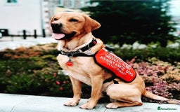 Labrador Retriever dogs for sale: Quality KC reg labs (ideal assistance/therapy dog) - Image 17