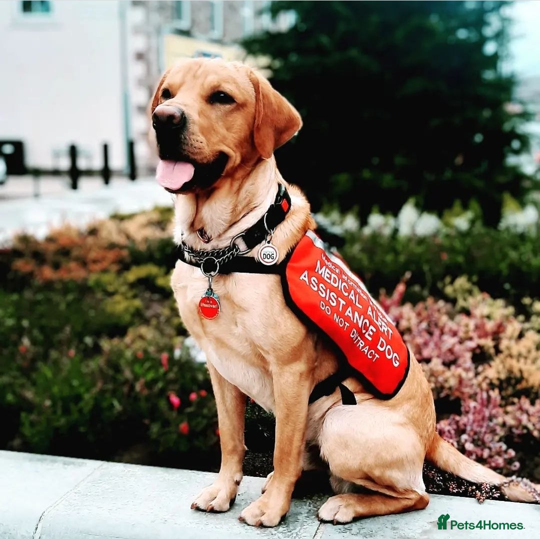 Labrador Retriever dogs for sale: Quality KC reg labs (ideal assistance/therapy dog) - Image 17