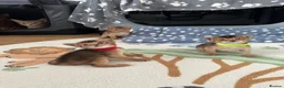 Abyssinian cats for sale: Abyssinian kittens 🌟😻🌟 - Advert 1
