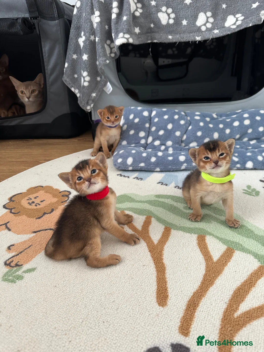 Abyssinian cats for sale: Abyssinian kittens 🌟😻🌟 - Advert 1