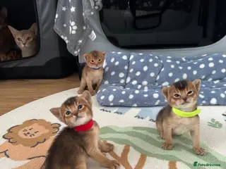 Abyssinian cats Abyssinian kittens 🌟😻🌟 - Advert 5